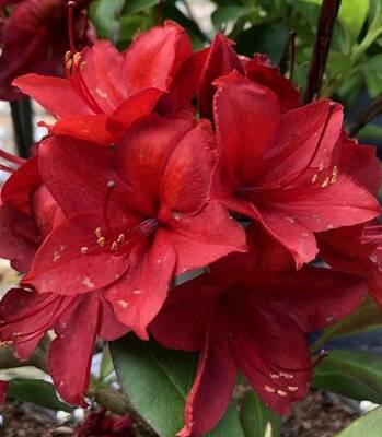 Азалія "Nabucco" 