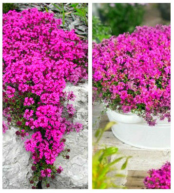 Чебрець "Red Carpet"