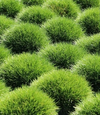 Festuca gautieri "Pic Carlit"