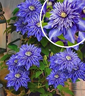Клематис "Multi Blue"