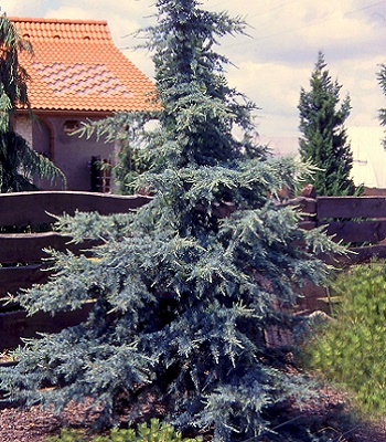 Кедр гімалайський "Karl Fuchs"(Привитий)