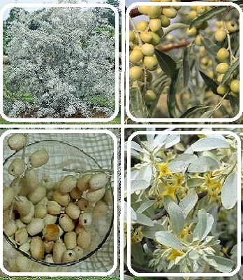 Маслинка вузьколиста(оливка)