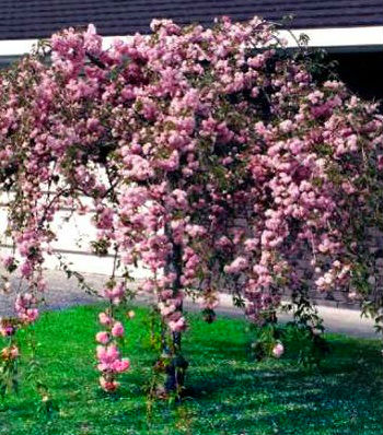 Сакура "Kiku-Shidare-Zakura" 