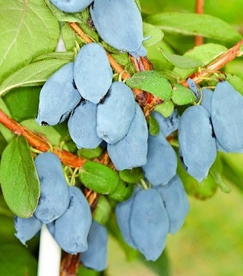 Жимолость їстівна "Borealis" 