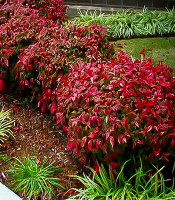 Нандіна "Firepower"