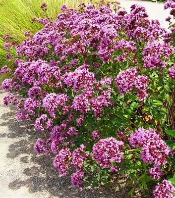 Орегано "Rosenkuppel" 