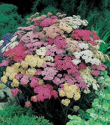 Деревій звичайний "Summer Pastels" 