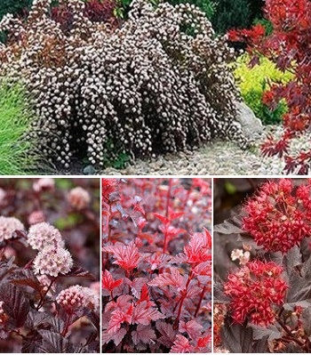 Пухироплідник "Lady in Red"