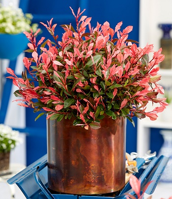 Фотінія "Little Fenna" 