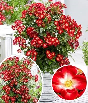 Троянда поліантова "Everglow Ruby" 