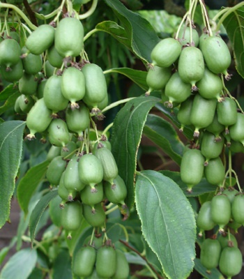 Актинідія аргута "Issai" 