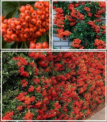 Піраканта "Mohave"