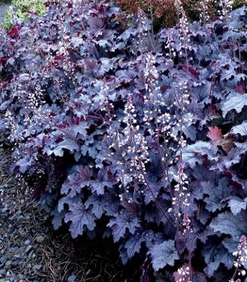 Гейхерелла "Plum Cascade"