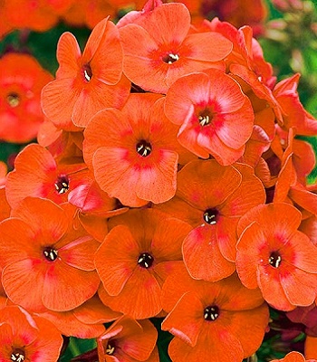 Флокс "Orange Perfection" 