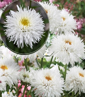 Ромашка "Sante"