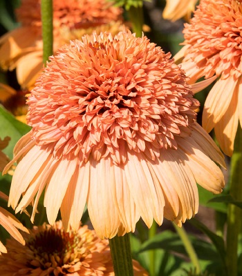 Ехінацея "Supreme" Cantaloupe" 
