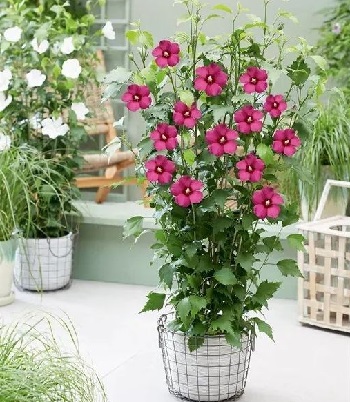 Гібіскус деревовидний "Flower Tower Ruby" 