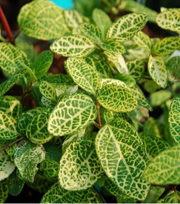 Жимолость сітчата  