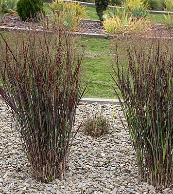 Panicum virgatum "Nosferatu"