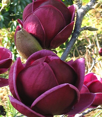 Магнолія суланжа "Genie" 