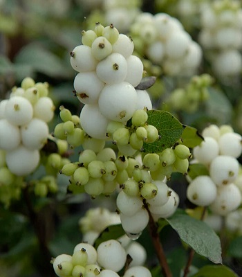 Сніжноягідник "Magical Galaxy" 