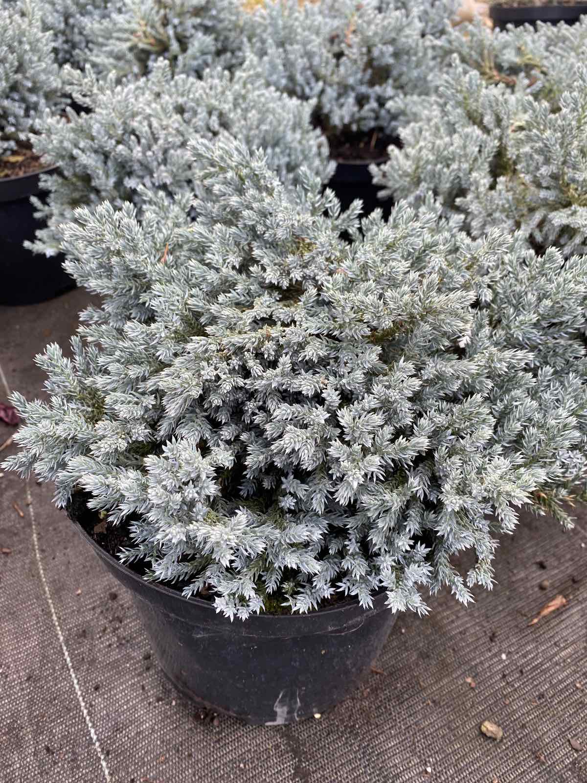 Ялівець лускатий "Tropical Blue" 
