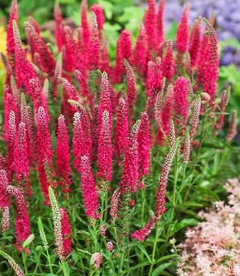 Вероніка "Rotfuchs" 