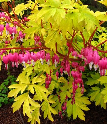 Дицентра "Gold Heart" 