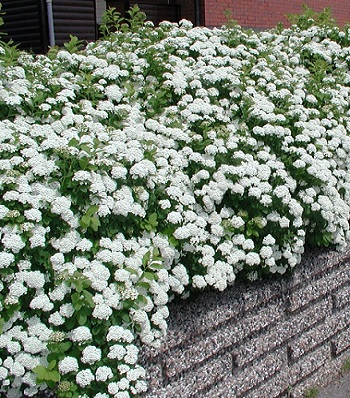 Спірея березолиста 