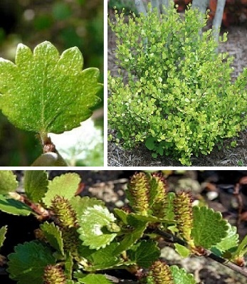 Береза карликова(nana)