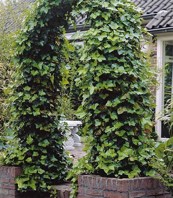 Плющ звичайний "Woerner"