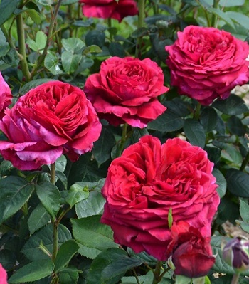 Троянда флорибунда "Rose des 4 Vents"