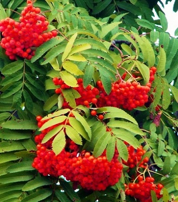 Горобина звичайна