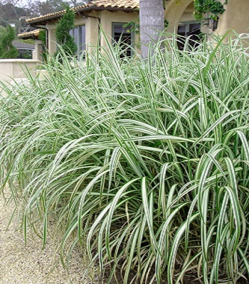Miscanthus sinensis "Variegatus" 