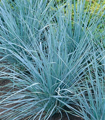 Leymus "Blue Dune" 