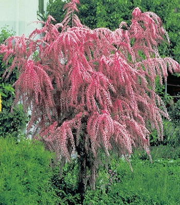 Тамарикс чотирьохтичинковий