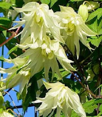 Клематис (княжик) "Lemon Dream" 