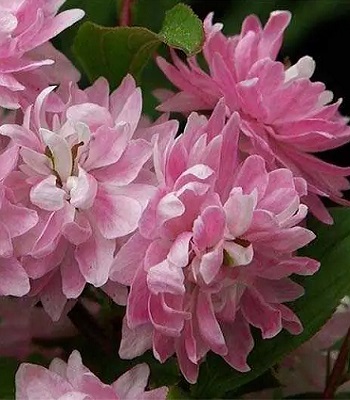Дейція  "Rosea Plena" 
