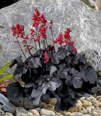 Гейхера "Black Forest Cake" 