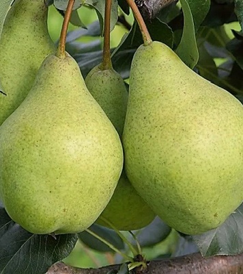 Груша зимова Марія