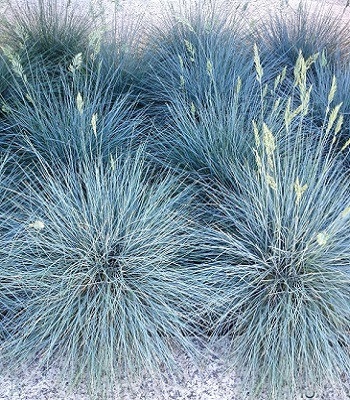 Festuca glauca "Azurit" 