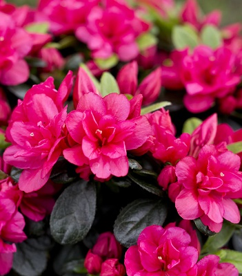 Азалія японська "Canzonetta"