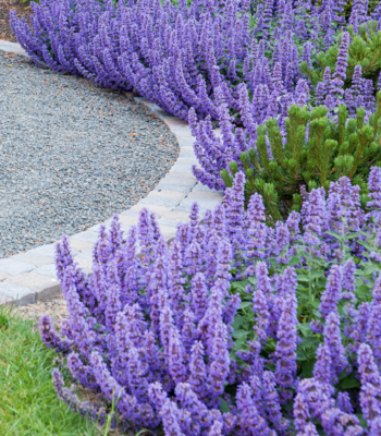 Котовник "Walker's Low"