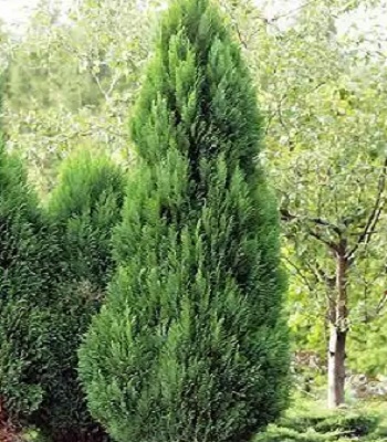 Кипарисовик Лавсона "Witzeliana" 