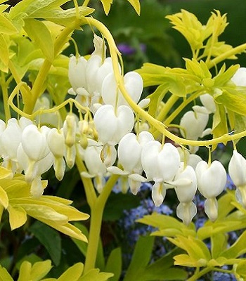 Дицентра "White Gold" 