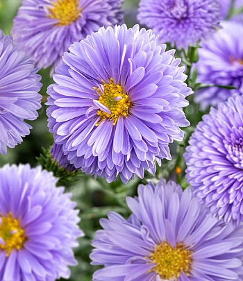 Астра "Marie Ballard"