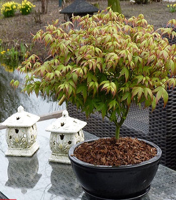 Клен пальмолистний "Little Princess"