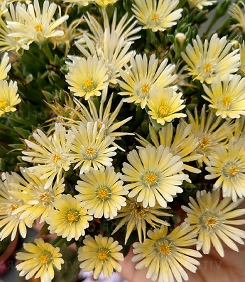 Делосперма "Sundella Lime" 