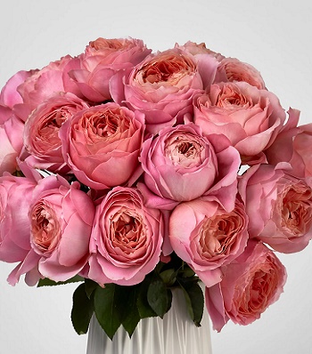 Троянда піон "Romantic Antik"