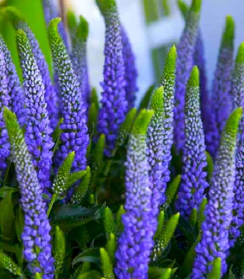 Вероніка "Ulster Dwarf Blue" 